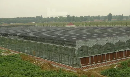Smart Agricultural Multi Span Arch-Type Film PE/Po Greenhouse for Vertical Farming Agriculture of Vegetables/Flowers/Tomato/Garden with Hydroponics System