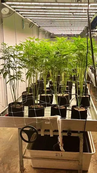 Full-Automatic Greenhouse Agricultural Logistics Movable System Grow Table Seedbed Mobile Rolling Bench